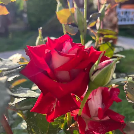 بيت للعطل Efsane *