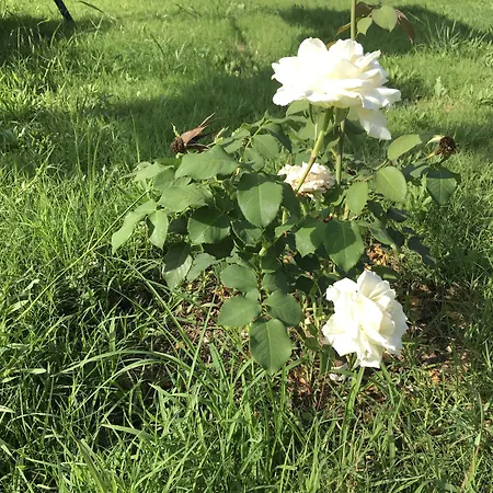 بيت للعطل Efsane Çıralı